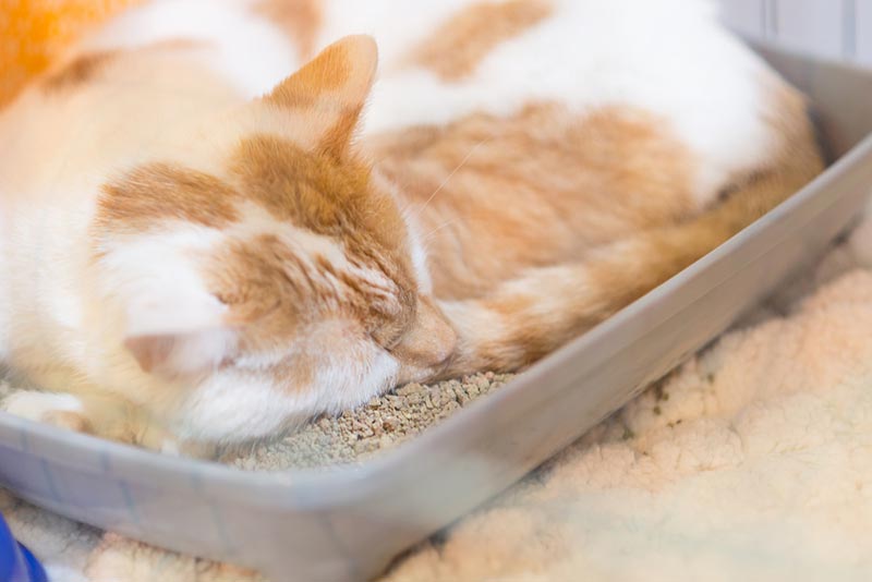 cat-sleeping-on-a-litter-box