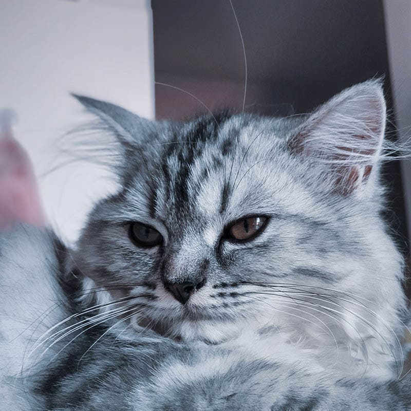 Persian Ragdoll Cat Mix: Pictures, Care Guide, Temperament & Traits ...