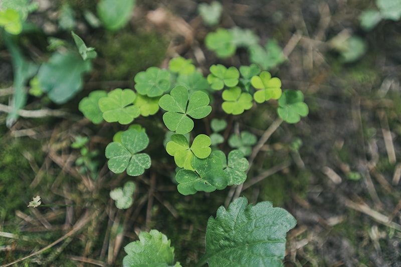 clover on the ground