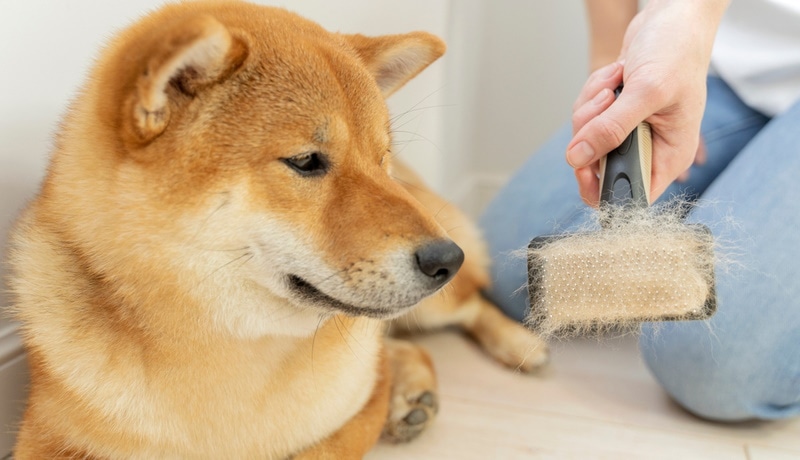 combing shiba inu dog