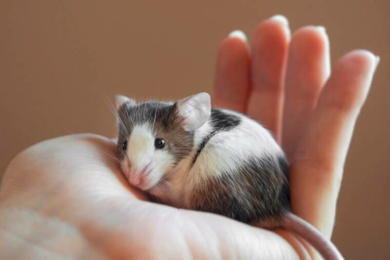 cute tiny little mice sitting in a persons hands