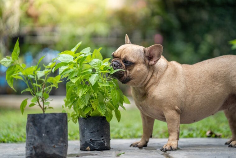 dog sniffing herbs