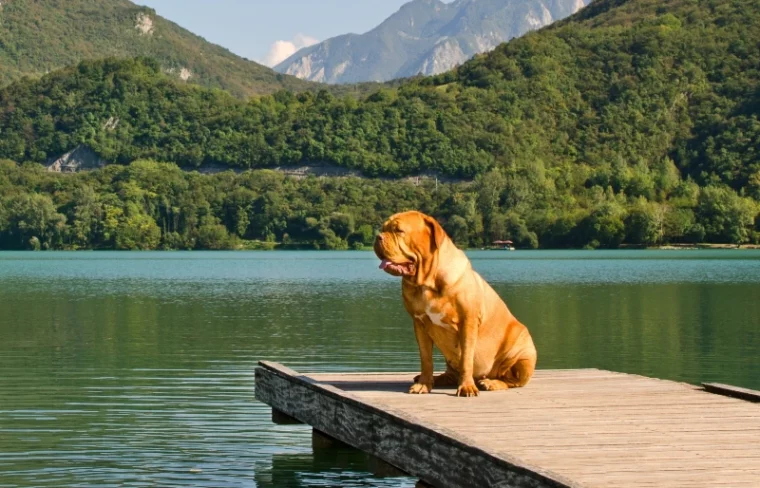 dogue de bordeaux sitting on a pier on a lake