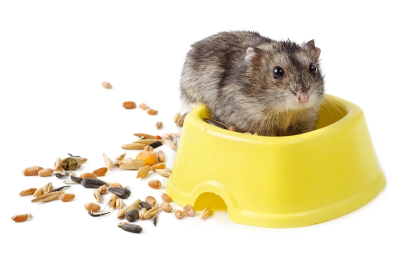 dwarf hamster eating from yellow bowl