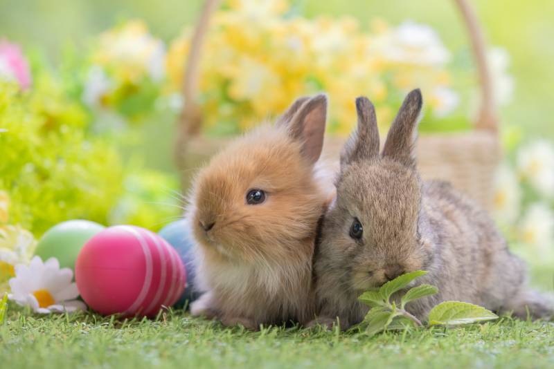 easter fluffy baby rabbits eating green vegetable with a basket full of colorful flowers and easter eggs