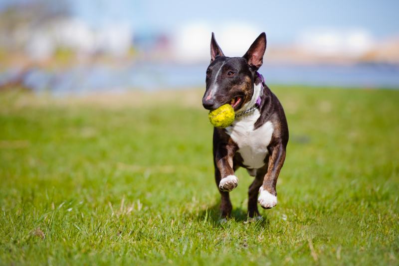 english bull terrier dog playing with a ball