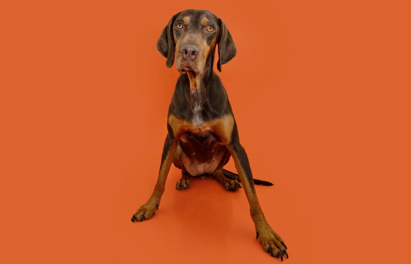 female vizsla doberman mixed breed dog on an orange background