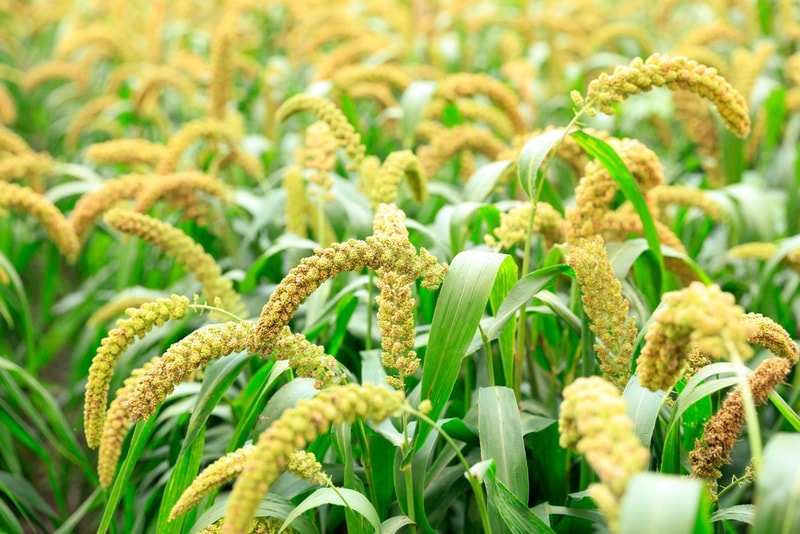 foxtail millet crops