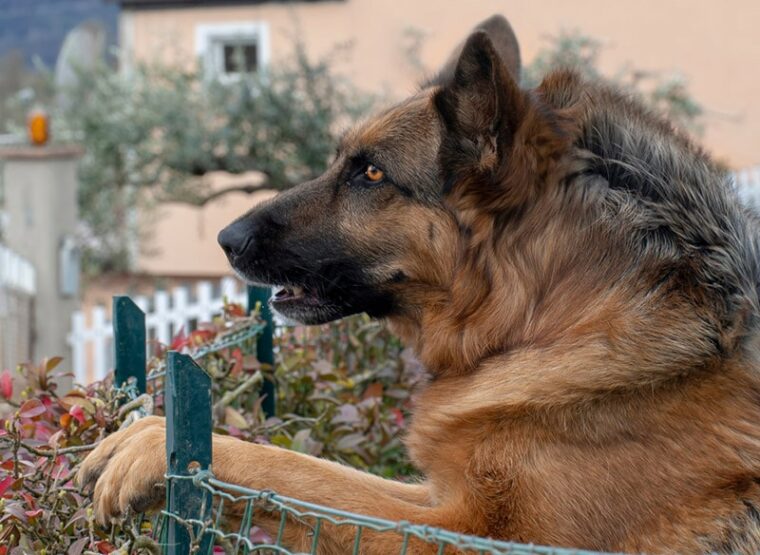 german shepherd dog with raised hackles