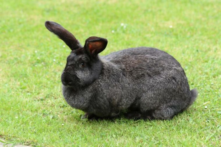 giant continental rabbit