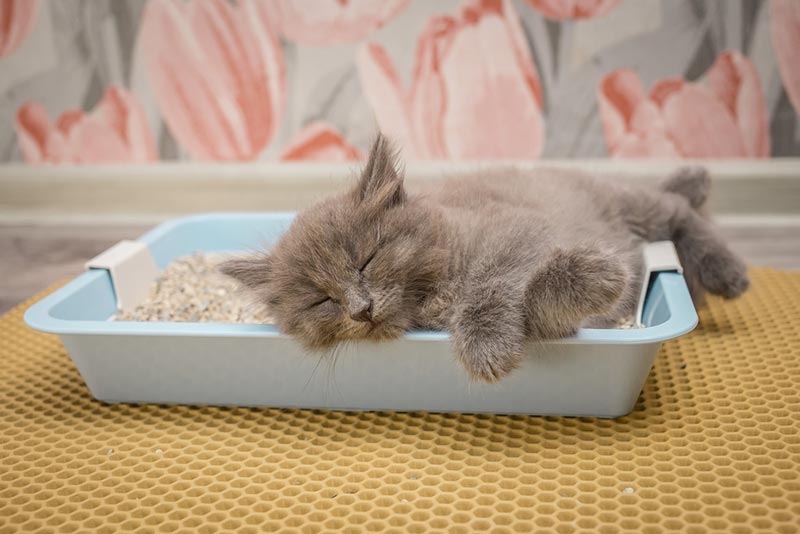 gray-kitten-sleeps-in-the-cat-litter-box