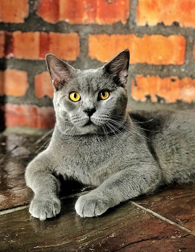 grey maine coon scottish fold mixed cat breed