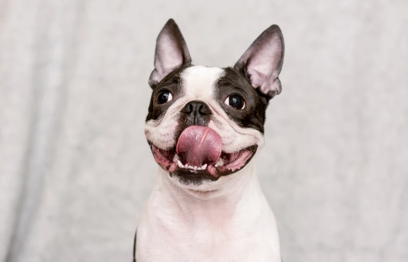 perro boston terrier feliz con la lengua fuera