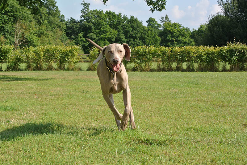 happy weimaraner dog running in the park