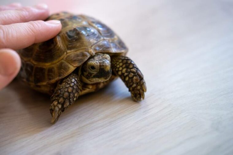human hand is stroking the shell of a small domestic land turtle