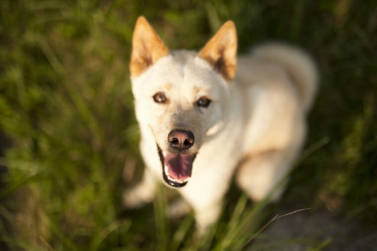 jindo dog on grass looking up