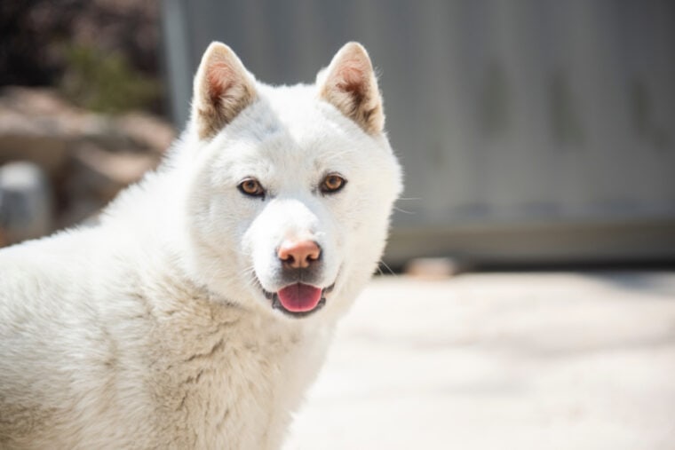 jindo dog with its tounge out