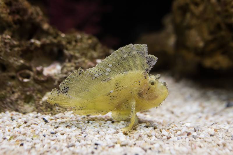 leaf scopionfish in an aqarium