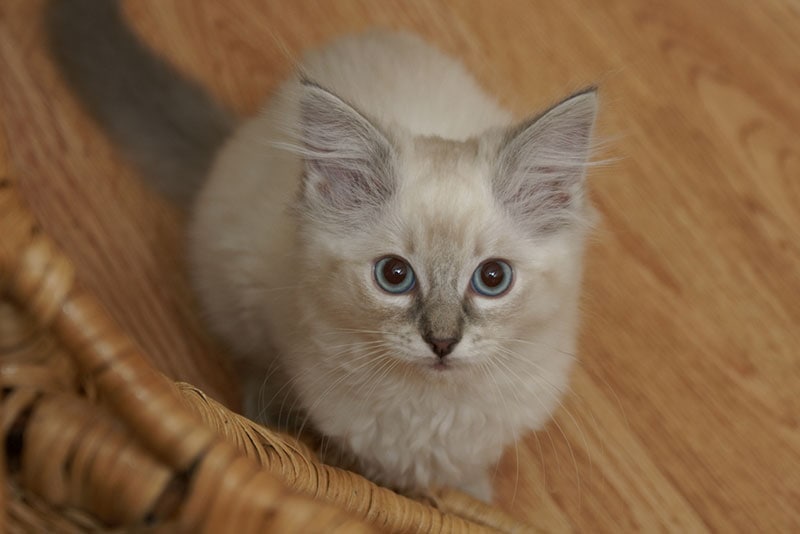 lilac ragdoll kitten sitting on the floor and looking up