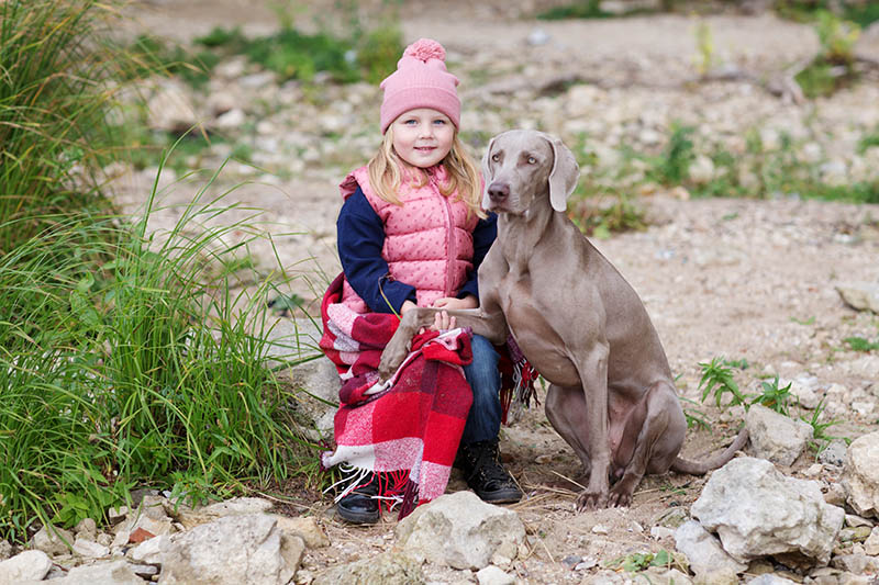 little girl holding the paw of a weimaraner dog