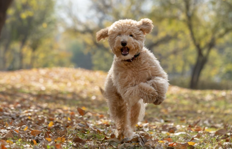mini goldendoodle puppy dog running outdoors