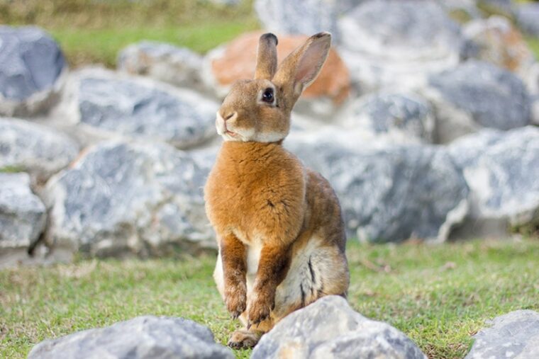 mini rex rabbit standing behind the stones
