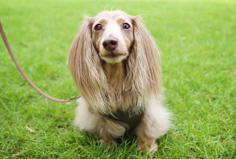 miniature long haired dachshund dog with isabella coloring sitting in the grass in a local park