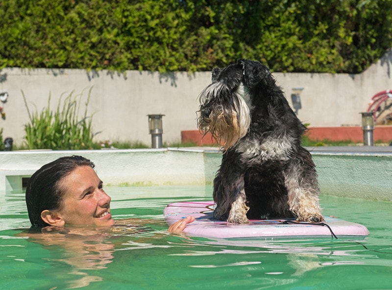 miniature schnauzer dog floating on a board in a swimming pool