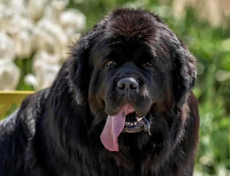 newfoundland dog slobbering, saliva dripping from mouth