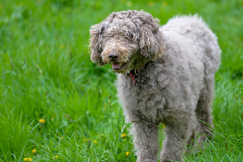 old silver labradoodle dog in the field