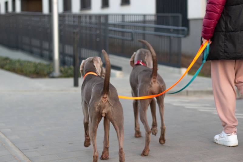 owner walking with his two weimaraner dogs in a leash, teaching them how to heel