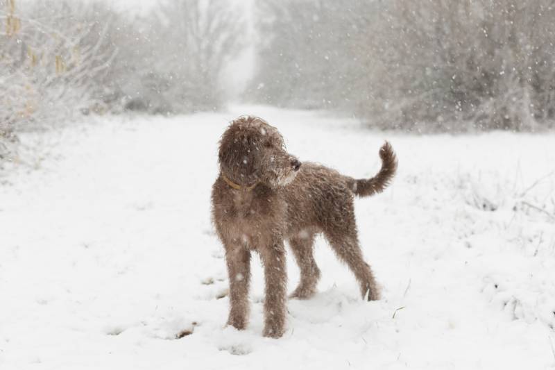 parchment labradoodle dog standing in the snow