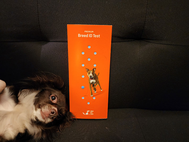 penny with premium breed id test kit from dna my dog