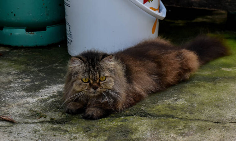 Persian Ragdoll mix cat lying on the cement floor outdoor