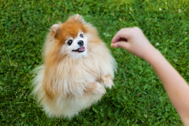 person using treats to train pomeranian dog