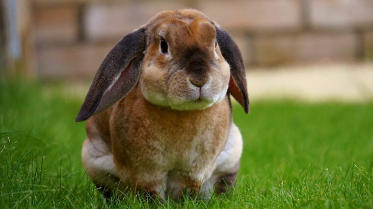 plush lop rabbit on grass