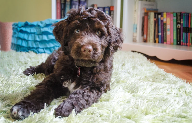 portuguese water dog puppy lying on rug