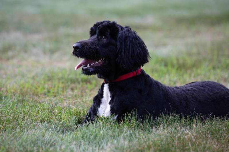 portuguese water dog puppy sitting outdoors