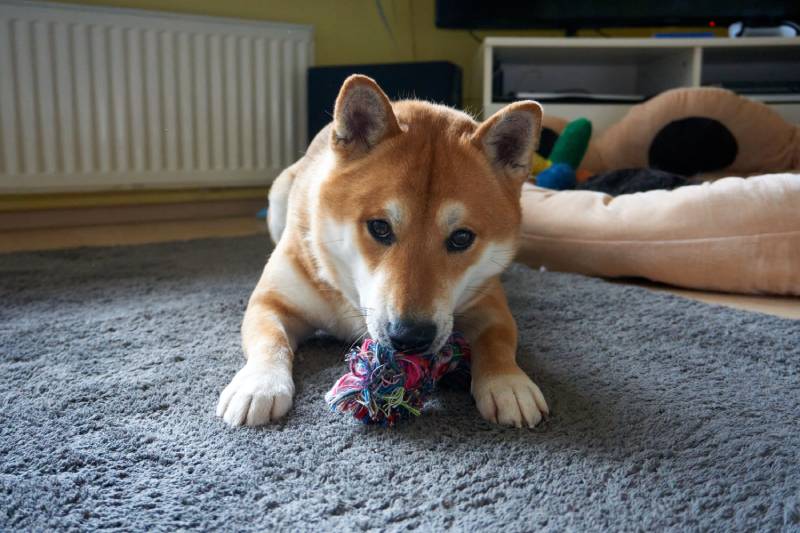 hermoso sésamo shiba inu yace en la alfombra con un juguete
