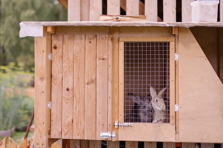 rabbits in the hutch