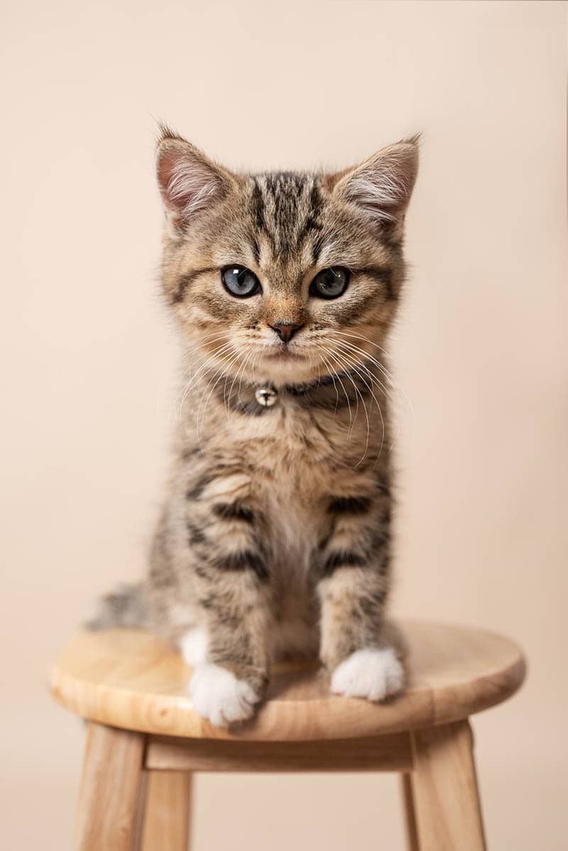 ragdoll british shorthair mix kitten sitting on a stool chair