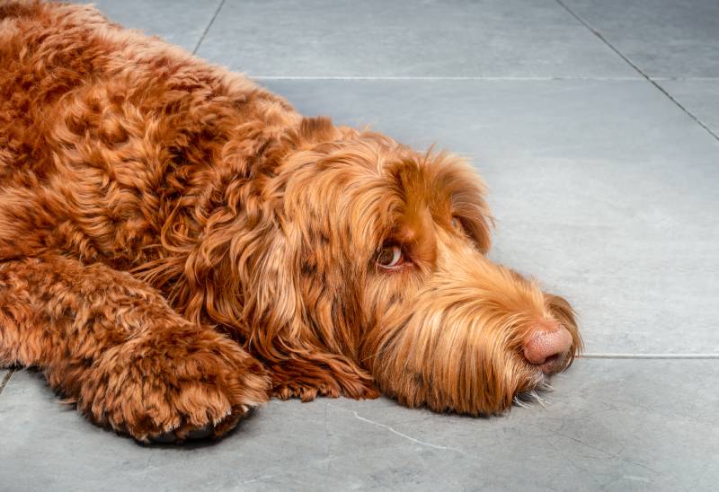 red labradoodle dog lying on marble tiles with head on the ground