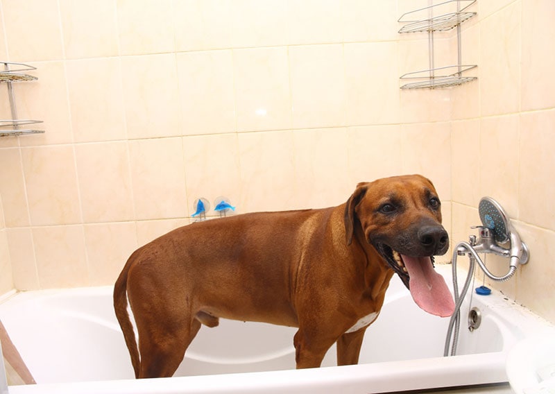 rhodesian ridgeback dog getting a bath