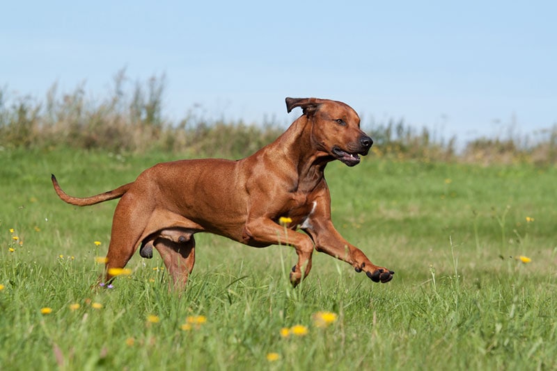rhodesian ridgeback dog running in the meadow