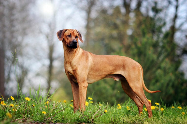 rhodesian ridgeback dog standing on grass