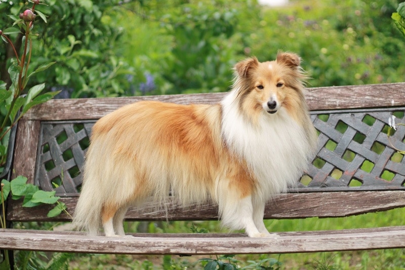 shetland sheepdog lasting  connected  a woody  seat  outdoors