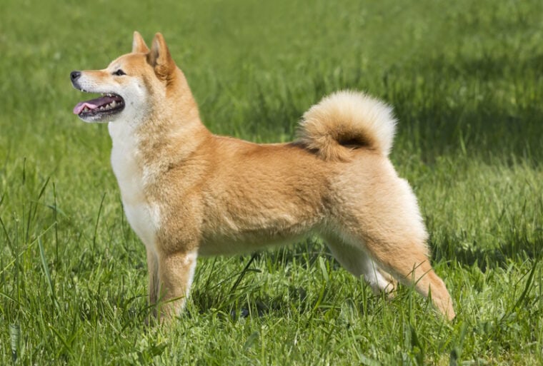 shiba inu dog standing in the grass