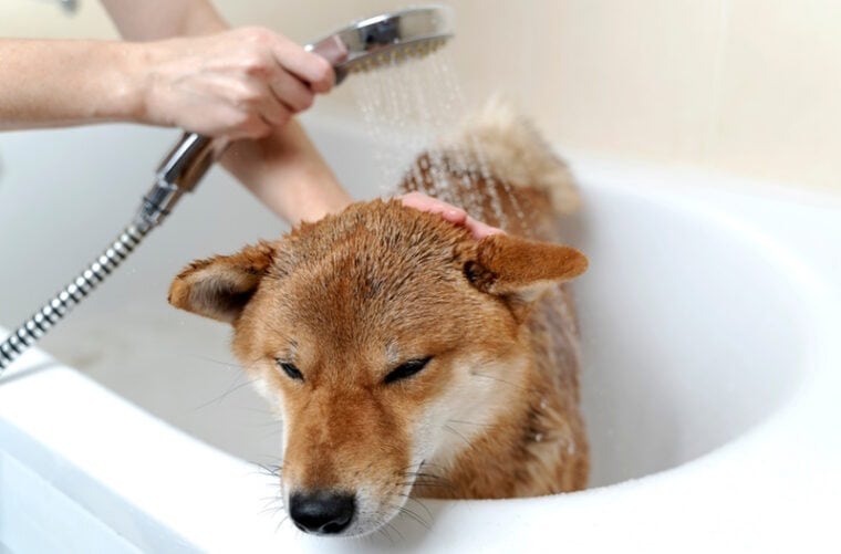 shiba inu dog taking a bath