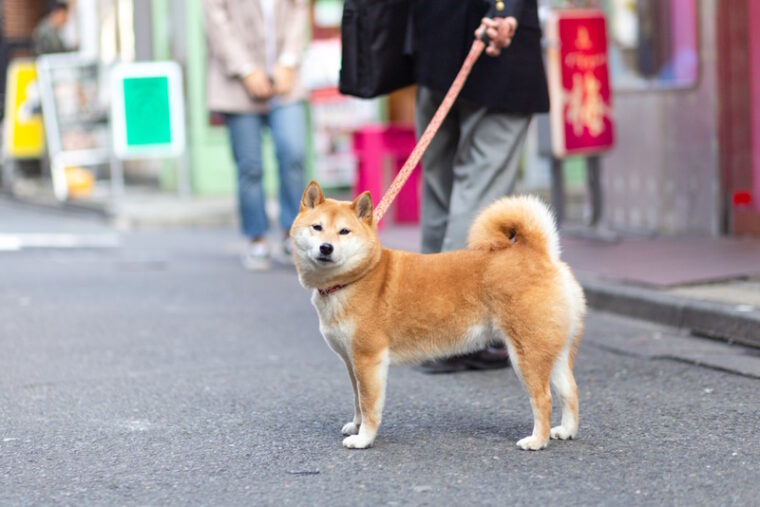 shiba inu dog walking with his owner