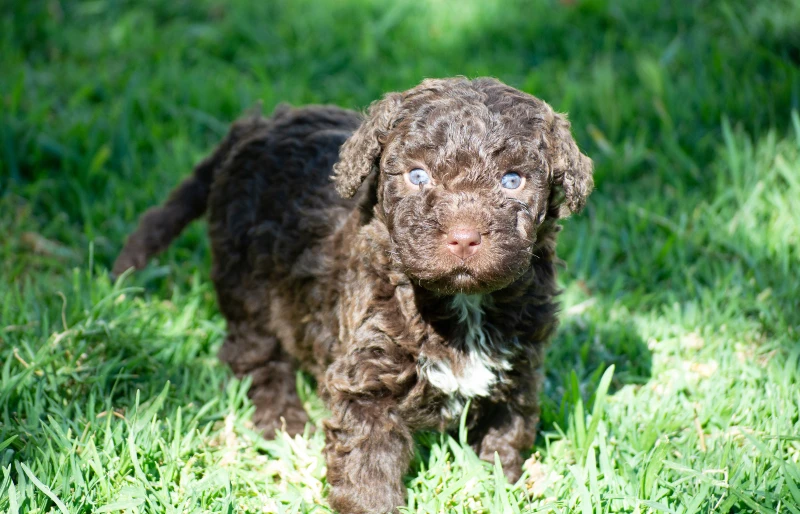 spanish water dog puppy on the grass